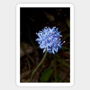 Truly Blue Pincushion Sticker